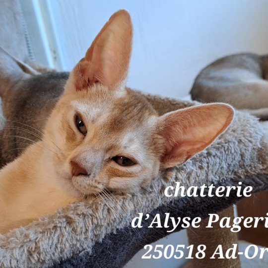 A D'OR SILVER d'Alye Pagerie d'ALYSE PAGERIE Mâle Abyssin