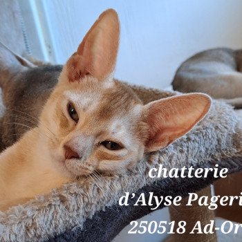 chaton Abyssin cinnamon silver ticked tabby A D'OR SILVER d'Alye Pagerie Chatterie d'Alyse Pagerie chaton Abyssin cinnamon silver ticked tabby A D'OR SILVER d'Alye Pagerie Chatterie d'Alyse Pagerie