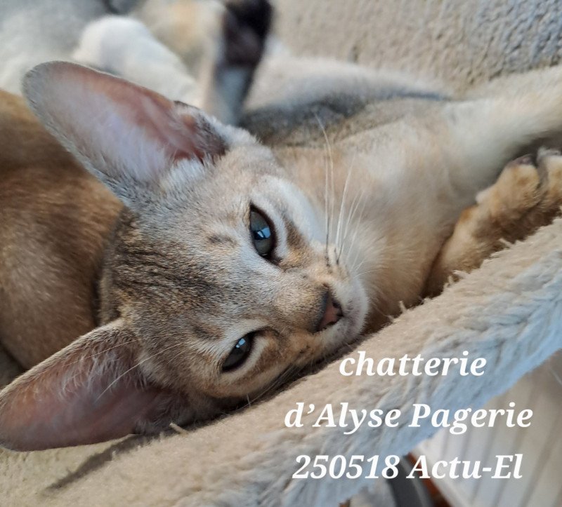 ACTU-EL Silver d'Alyse Pagerie d'ALYSE PAGERIE Mâle Abyssin ACTU-EL Silver d'Alyse Pagerie d'ALYSE PAGERIE Mâle Abyssin