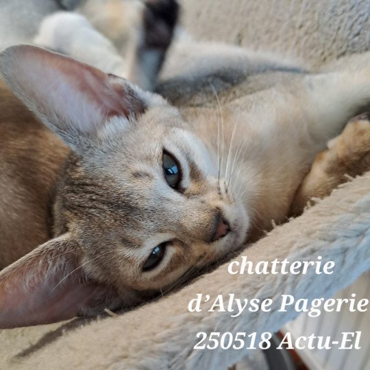 ACTU-EL Silver d'Alyse Pagerie d'ALYSE PAGERIE Mâle Abyssin