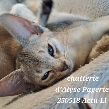 chaton Abyssin black silver ticked tabby ACTU-EL Silver d'Alyse Pagerie Chatterie d'Alyse Pagerie chaton Abyssin black silver ticked tabby ACTU-EL Silver d'Alyse Pagerie Chatterie d'Alyse Pagerie
