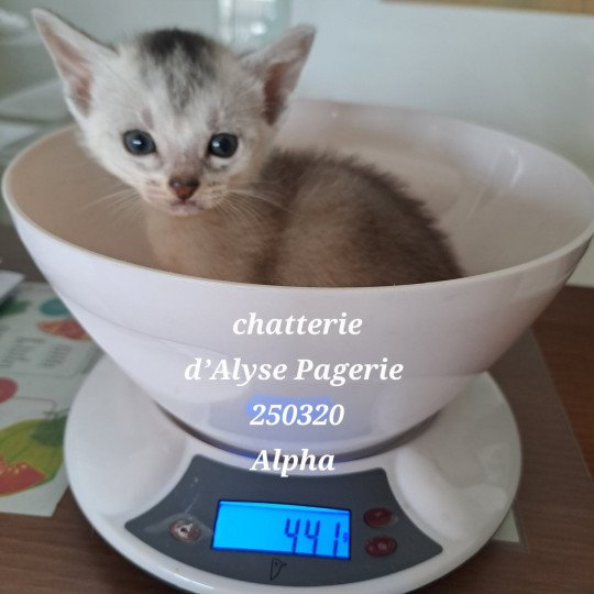 ALPHA SILVER d'ALYSE PAGERIE Mâle Abyssin