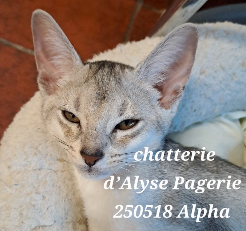 ALPHA SILVER d'ALYSE PAGERIE Mâle Abyssin ALPHA SILVER d'ALYSE PAGERIE Mâle Abyssin