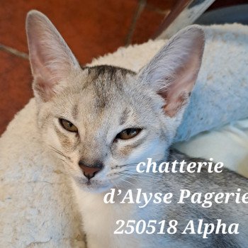 chaton Abyssin black silver ALPHA SILVER Chatterie d'Alyse Pagerie chaton Abyssin black silver ALPHA SILVER Chatterie d'Alyse Pagerie
