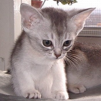 chaton Abyssin blue smoke Dao Chatterie d'Alyse Pagerie Abyssin blue silver