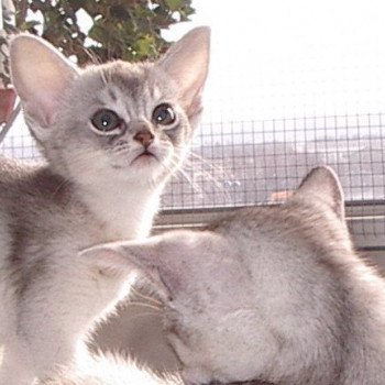 chaton Abyssin blue smoke Dao Chatterie d'Alyse Pagerie Abyssin blue silver