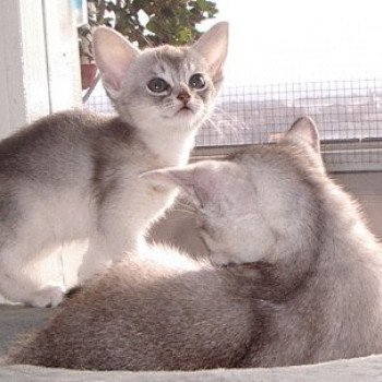 chaton Abyssin blue smoke Dao Chatterie d'Alyse Pagerie Abyssin blue silver
