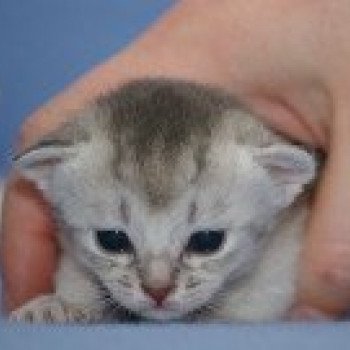 chaton Abyssin blue smoke Dao Chatterie d'Alyse Pagerie Abyssin blue silver