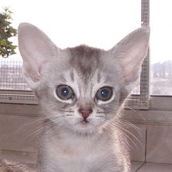 chaton Abyssin blue smoke Dao Chatterie d'Alyse Pagerie Abyssin blue silver