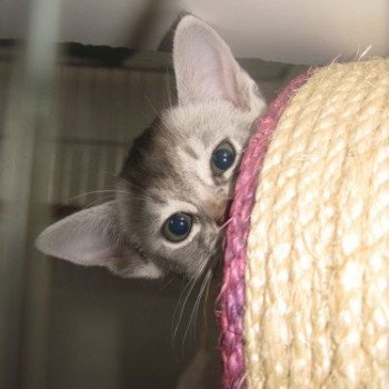 chaton Abyssin blue smoke Dao Chatterie d'Alyse Pagerie Abyssin blue silver