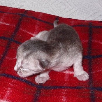 chaton Abyssin blue smoke Dao Chatterie d'Alyse Pagerie Abyssin blue silver