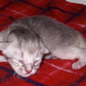 chaton Abyssin blue smoke Dao Chatterie d'Alyse Pagerie Abyssin blue silver