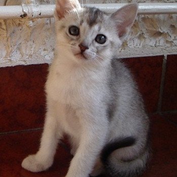 chaton Abyssin black smoke Diam's Chatterie d'Alyse Pagerie Abyssin black silver