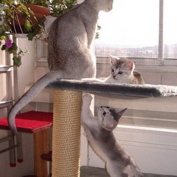 chaton Abyssin black smoke Diam's Chatterie d'Alyse Pagerie Abyssin black silver