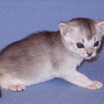 chaton Abyssin black smoke Diam's Chatterie d'Alyse Pagerie Abyssin black silver