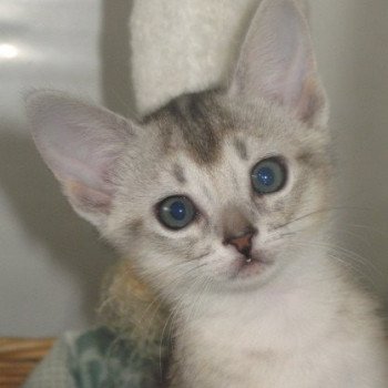 chaton Abyssin black smoke Diam's Chatterie d'Alyse Pagerie Abyssin black silver