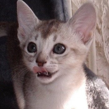 chaton Abyssin black smoke Diam's Chatterie d'Alyse Pagerie Abyssin black silver
