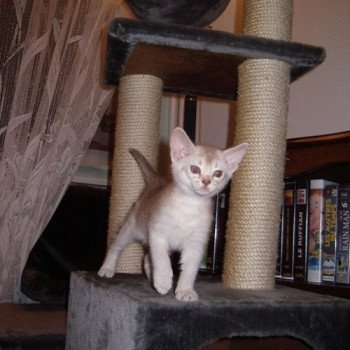chaton Abyssin cinnamon smoke Es-Or Silver Chatterie d'Alyse Pagerie chaton Abyssin cinnamon smoke Es-Or Silver Chatterie d'Alyse Pagerie