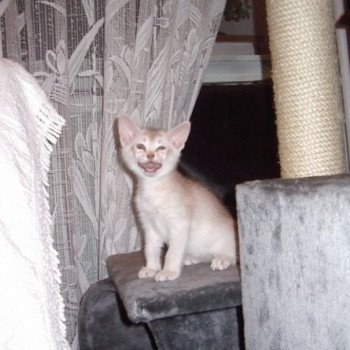 chaton Abyssin cinnamon smoke Es-Or Silver Chatterie d'Alyse Pagerie chaton Abyssin cinnamon smoke Es-Or Silver Chatterie d'Alyse Pagerie