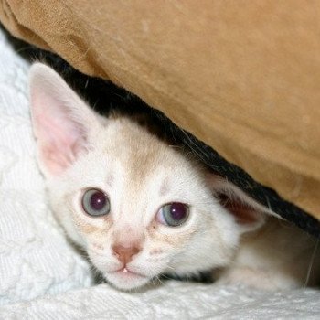 chaton Abyssin cinnamon smoke Es-Or Silver Chatterie d'Alyse Pagerie chaton Abyssin cinnamon smoke Es-Or Silver Chatterie d'Alyse Pagerie
