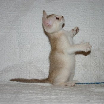chaton Abyssin cinnamon smoke Es-Or Silver Chatterie d'Alyse Pagerie chaton Abyssin cinnamon smoke Es-Or Silver Chatterie d'Alyse Pagerie