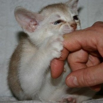 chaton Abyssin cinnamon smoke Es-Or Silver Chatterie d'Alyse Pagerie chaton Abyssin cinnamon smoke Es-Or Silver Chatterie d'Alyse Pagerie