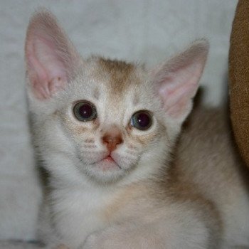 chaton Abyssin cinnamon smoke Es-Or Silver Chatterie d'Alyse Pagerie chaton Abyssin cinnamon smoke Es-Or Silver Chatterie d'Alyse Pagerie