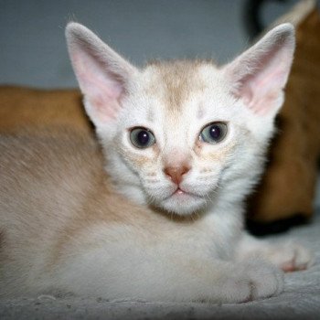 chaton Abyssin cinnamon smoke Es-Or Silver Chatterie d'Alyse Pagerie chaton Abyssin cinnamon smoke Es-Or Silver Chatterie d'Alyse Pagerie