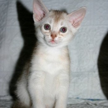 chaton Abyssin cinnamon smoke Es-Or Silver Chatterie d'Alyse Pagerie chaton Abyssin cinnamon smoke Es-Or Silver Chatterie d'Alyse Pagerie