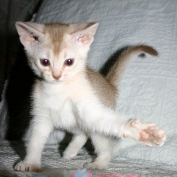 chaton Abyssin cinnamon smoke Es-Or Silver Chatterie d'Alyse Pagerie chaton Abyssin cinnamon smoke Es-Or Silver Chatterie d'Alyse Pagerie