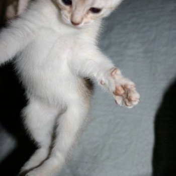 chaton Abyssin cinnamon smoke Es-Or Silver Chatterie d'Alyse Pagerie chaton Abyssin cinnamon smoke Es-Or Silver Chatterie d'Alyse Pagerie