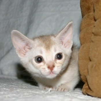 chaton Abyssin cinnamon smoke Es-Or Silver Chatterie d'Alyse Pagerie chaton Abyssin cinnamon smoke Es-Or Silver Chatterie d'Alyse Pagerie