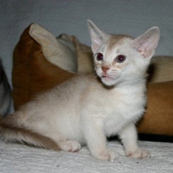 chaton Abyssin cinnamon smoke Es-Or Silver Chatterie d'Alyse Pagerie chaton Abyssin cinnamon smoke Es-Or Silver Chatterie d'Alyse Pagerie