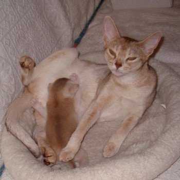 chaton Abyssin cinnamon smoke Es-Or Silver Chatterie d'Alyse Pagerie chaton Abyssin cinnamon smoke Es-Or Silver Chatterie d'Alyse Pagerie