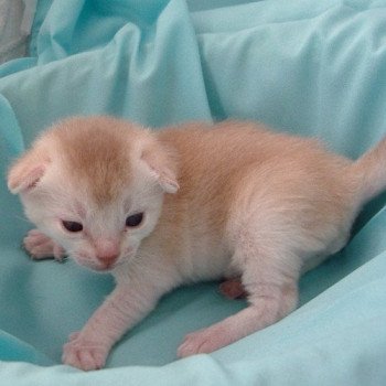chaton Abyssin cinnamon smoke Es-Or Silver Chatterie d'Alyse Pagerie chaton Abyssin cinnamon smoke Es-Or Silver Chatterie d'Alyse Pagerie