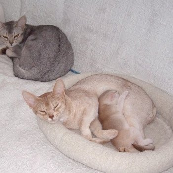 chaton Abyssin cinnamon smoke Es-Or Silver Chatterie d'Alyse Pagerie chaton Abyssin cinnamon smoke Es-Or Silver Chatterie d'Alyse Pagerie