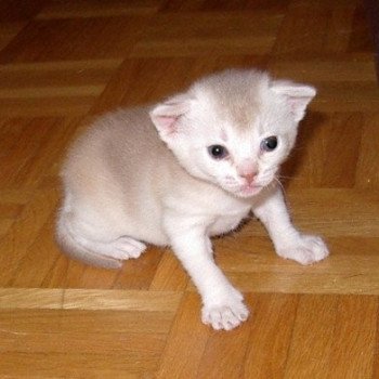 chaton Abyssin cinnamon smoke Es-Or Silver Chatterie d'Alyse Pagerie chaton Abyssin cinnamon smoke Es-Or Silver Chatterie d'Alyse Pagerie