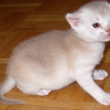 chaton Abyssin cinnamon smoke Es-Or Silver Chatterie d'Alyse Pagerie chaton Abyssin cinnamon smoke Es-Or Silver Chatterie d'Alyse Pagerie