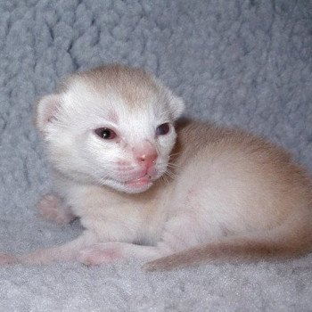 chaton Abyssin cinnamon smoke Es-Or Silver Chatterie d'Alyse Pagerie