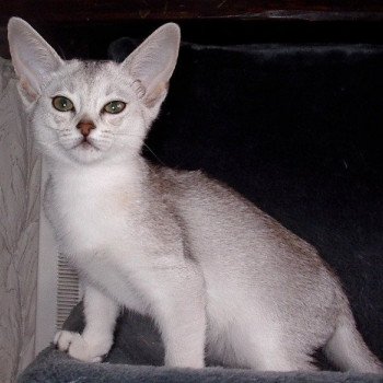 chaton Abyssin black smoke Fée line Silver Chatterie d'Alyse Pagerie d'apparence Abyssin black silver