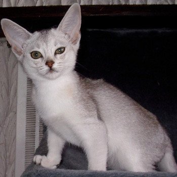 chaton Abyssin black smoke Fée line Silver Chatterie d'Alyse Pagerie d'apparence Abyssin black silver