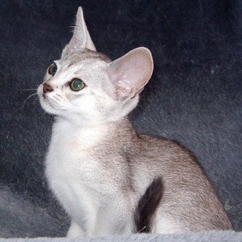chaton Abyssin black smoke Fer Nando Silver Chatterie d'Alyse Pagerie d'apparence Abyssin black silver