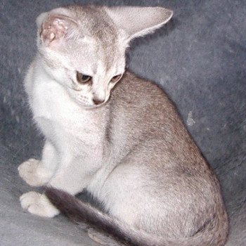 chaton Abyssin black smoke Fer Nando Silver Chatterie d'Alyse Pagerie d'apparence Abyssin black silver