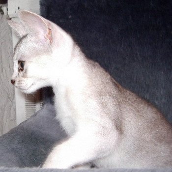 chaton Abyssin black smoke Fer Nando Silver Chatterie d'Alyse Pagerie d'apparence Abyssin black silver