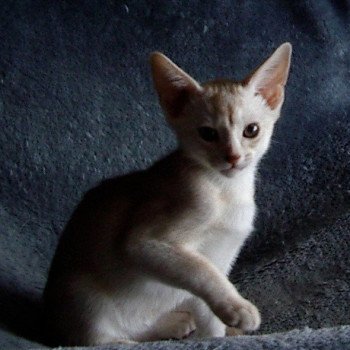 chaton Abyssin cinnamon smoke Fy d'el Silver Chatterie d'Alyse Pagerie