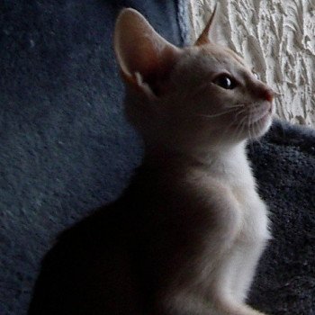 chaton Abyssin cinnamon smoke Fy d'el Silver Chatterie d'Alyse Pagerie chaton Abyssin cinnamon smoke Fy d'el Silver Chatterie d'Alyse Pagerie