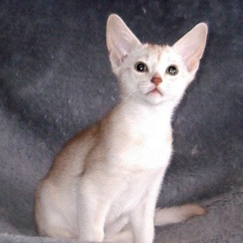 chaton Abyssin cinnamon smoke Fy d'el Silver Chatterie d'Alyse Pagerie chaton Abyssin cinnamon smoke Fy d'el Silver Chatterie d'Alyse Pagerie