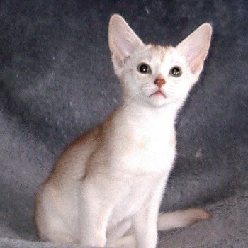 chaton Abyssin cinnamon smoke Fy d'el Silver Chatterie d'Alyse Pagerie