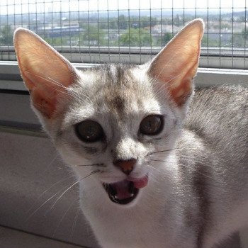 chaton Abyssin black smoke G 10 Silver Chatterie d'Alyse Pagerie Abyssin black silver