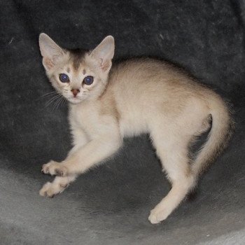 chaton Abyssin black smoke G 10 Silver Chatterie d'Alyse Pagerie Abyssin black silver